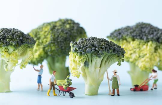 De ce este bine să mănânci broccoli: Beneficiile pentru sănătate și nutriție